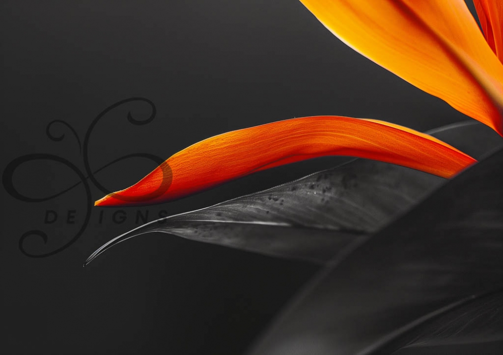 Contour  A1 (84x59cm) Vakkert kontrast bilde. A1 format decoupage eller fine art.